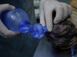 The veterinarian adjusts the tube in the trachea during resuscitation of the dog. A French Bulldog...