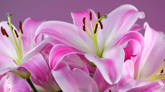 Beautiful lily flowers bouquet close up. Lillies. Pink lilies rotating background. Big bunch of fresh fragrant lilies