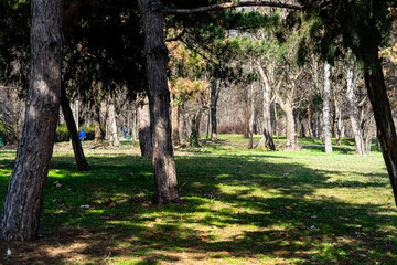 Autumn scenery with alley of fall leaves