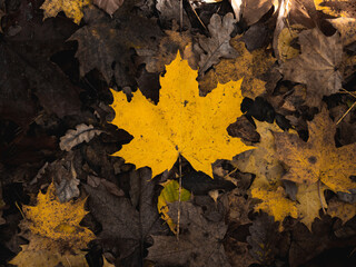 yellow maple leaves