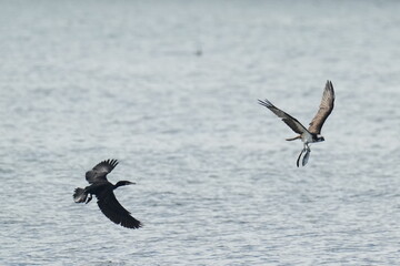 osprey is hunting a fish