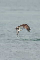 osprey is hunting a fish