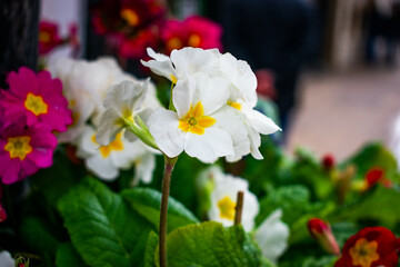 Primrose