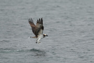 osprey is hunting a fish