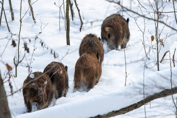 Fototapeta dziki w zimę na śniegu obraz