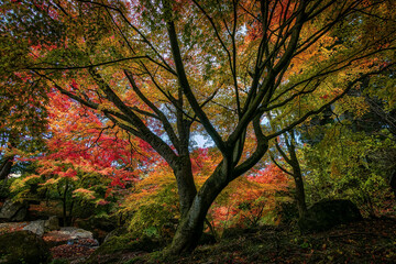 Fototapeta na wymiar Beautiful powerful tree covered in autum colors