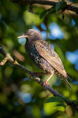 Starling bird on branch on Vancouver Island.