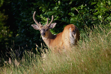 Fototapeta premium Nanaimo local tame deer