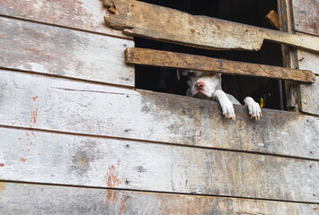 Perro pitbull observa triste desde ventana de casa de madera