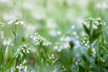 Delicate spring sprouts with white flowers Capsella bursa-pastoris cut parts of plants for preparation of non-traditional medicine of bursa pastoris medicinal herbs. Homeopathy medicine
