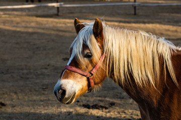 Horses grazing in a field near the paddock