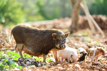 A large pig sow breed of lop-bellied with small newborn piglets on backyard of farm