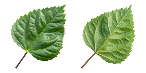 Fresh green hibiscus leaves isolated on transparent background	