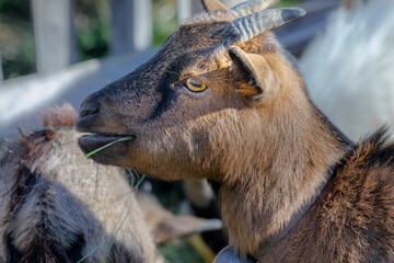 Fototapeta premium Cute alpine ibex baby eating in swiss alps, Graubunden, Switzerland