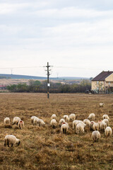 Fototapeta premium Flock of sheep and lambs in the field