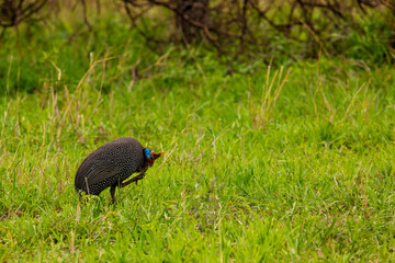 Helmeted guineafowl, Numida meleagris, big grey bird in grass. Wildlife scene from nature. Guineafowl, African forest.