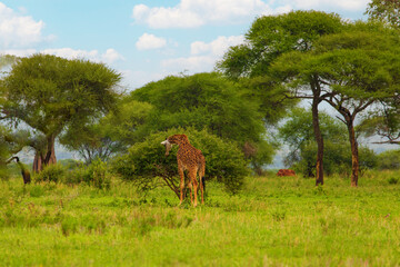 wild giraffe on the loose in its natural environment in the Ngorongoro African crater Reserve