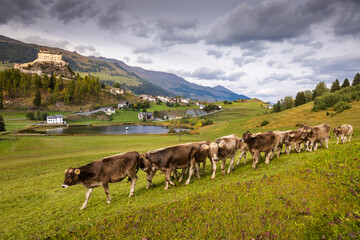 Cows herding and Idyllic Scuol Tarasp village, Engadine, Swiss Alps, Switzerland