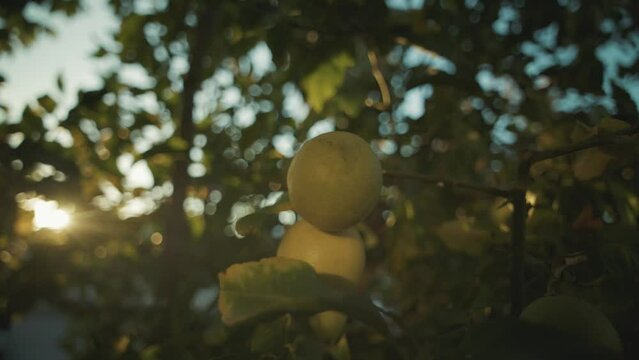 Lemons in tree 