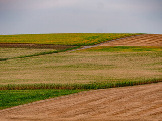 Agrarlandschaft im Sommer