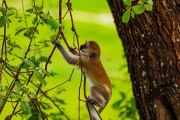 Gardinen Affe Small baby of Green Monkey - Chlorocebus aethiops, beautiful popular monkey from West African bushes and forests  © Elena
