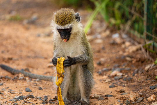 Green Monkey with banana - Chlorocebus aethiops, beautiful popular monkey from West African bushes and forests.