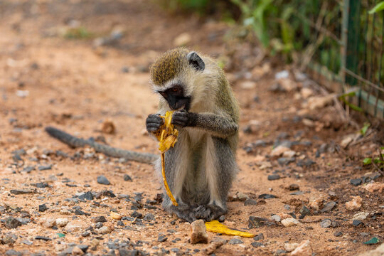 Green Monkey with banana - Chlorocebus aethiops, beautiful monkey from West African bushes and forests
