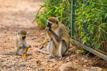 Green Monkey popular monkey from West African bushes and forests. sits on the ground and eats a banana