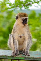 Naklejka na ściany i meble Portrait of Green Monkey - Chlorocebus aethiops, beautiful popular monkey from West African forests
