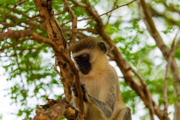 Portrait of Green Monkey - Chlorocebus aethiops, beautiful popular monkey from West African bush