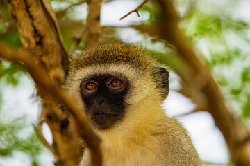 Portrait of Green Monkey - Chlorocebus aethiops, beautiful popular monkey from West African bushes and forests.