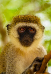 Portrait of Green Monkey - Chlorocebus aethiops, beautiful popular monkey from West African bushes