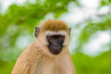 Portrait of Green Monkey beautiful popular monkey from West African bushes and forests.