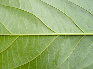 leaf texture background. pale green leaf fibers. fresh with stripes on the surface. macro photography