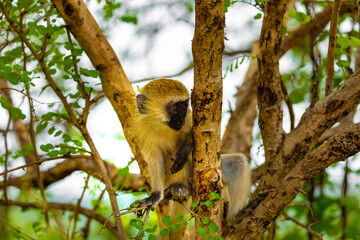 Portrait of Green Monkey - Chlorocebus aethiops, popular monkey from West African bushes and forests