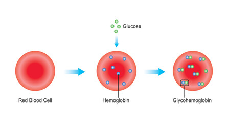 Scientific Designing of Glycosylated Hemoglobin Formation. Colorful Symbols. Vector Illustration.