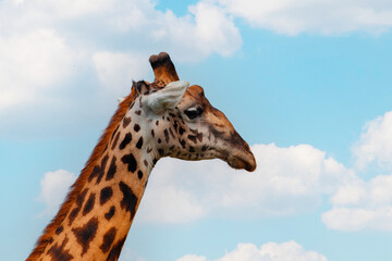 giraffe portrait against blue sky and clouds