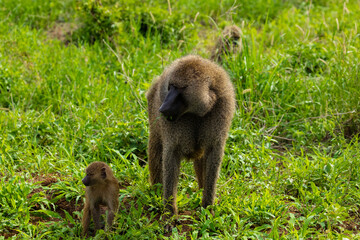 olive baboons (Papio anubis), also called the Anubis baboon, is a member of the family...