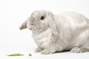 Beautiful gray rabbit bunny on a white background. There is also food for the rabbit, dry food and a mint leaf in the frame.
