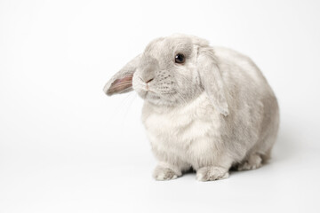 Beautiful gray rabbit bunny on a white background.