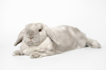 Beautiful gray rabbit bunny on a white background.