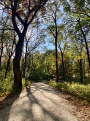 Waterfall Glen trees in autumn