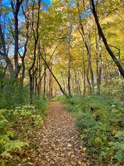 Waterfall Glen autumn hiking