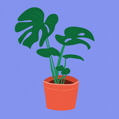 "costela de adao" monstera plant green leaves vase blue background 