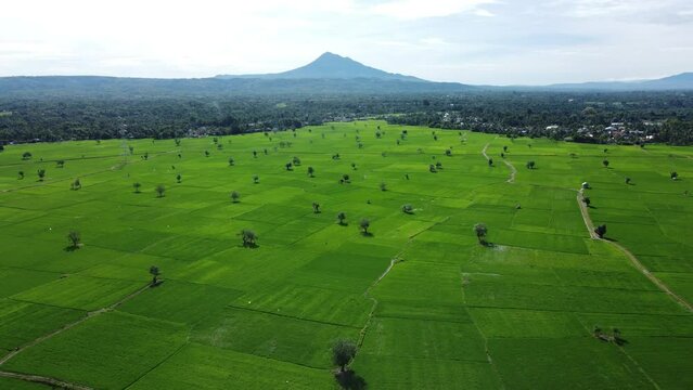 Aerial view of lush green rice fields with the majestic Seulawah Agam volcano in the background, Aceh, Indonesia