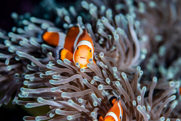 Fototapeta na wymiar Anemonefish live in bleached sea anemone