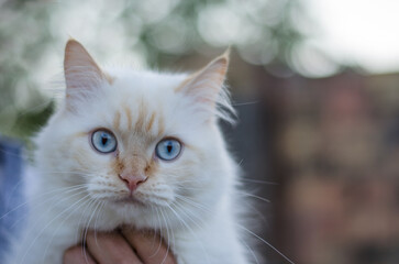 Portrait of a cute domestic cat