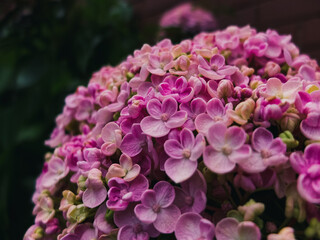Close up of a hydrangea flower