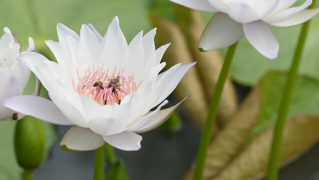 Interspecies Interactions betaween bees and lotus flower.