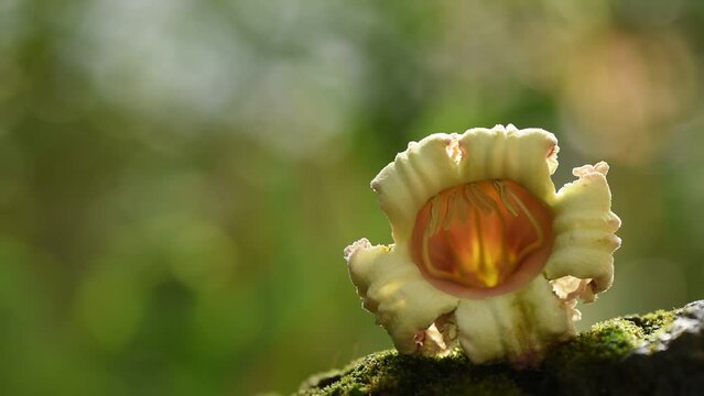 Broken bones tree or oroxylum indicumon flower on nature background.
